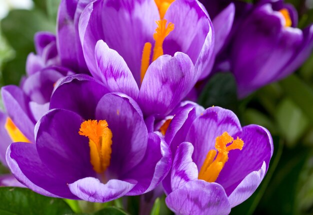 Fundo de flores de açafrão nas férias de primavera (macro)