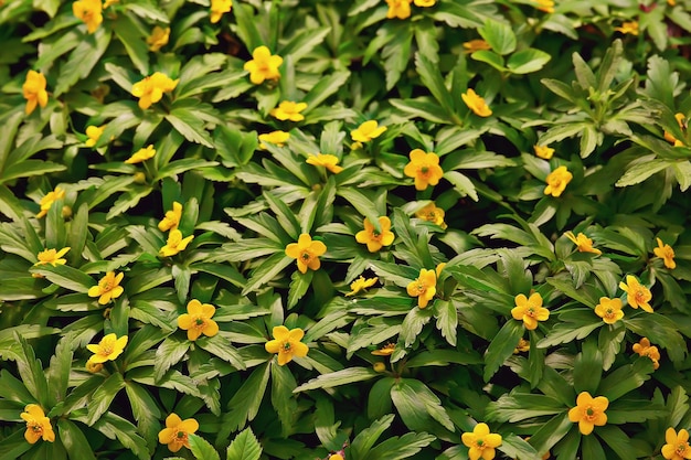 fundo de flores de botões de ouro / fundo abstrato sazonal, primavera, verão, flor da natureza, flores silvestres amarelas