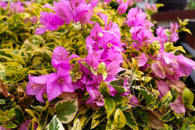 Foto fundo de flores de buganvílias florescendo closeup flores de buganvílias magenta rosa brilhante como um fl