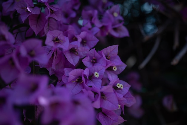 Fundo de flores de buganvílias lilases ou roxas principalmente turva Fundo de natureza de verão Flores exóticas closeup Flora subtropical de Tenerife Ilhas Canárias Espanha Foto de flores violeta