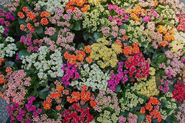 Fundo de flores de buquê de arranjo de flores