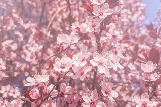 Fundo de flores de cerejeira da primavera, cerejeira em flor, close-up