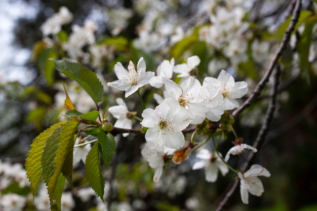 Fundo de flores de cerejeira flores pequenas brancas em um galho