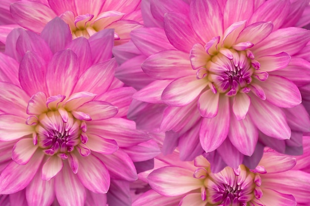 Fundo de flores de dálias rosa Papel de parede de cartão postal