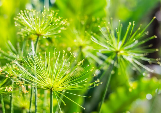 Foto fundo de flores de grama verde linda