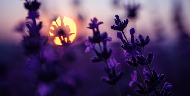 Fundo de flores de lavanda com lindas cores roxas e luzes de bokeh florescendo lavanda em um