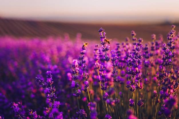 Fundo de flores de lavanda com lindas cores roxas e luzes de bokeh florescendo lavanda em um