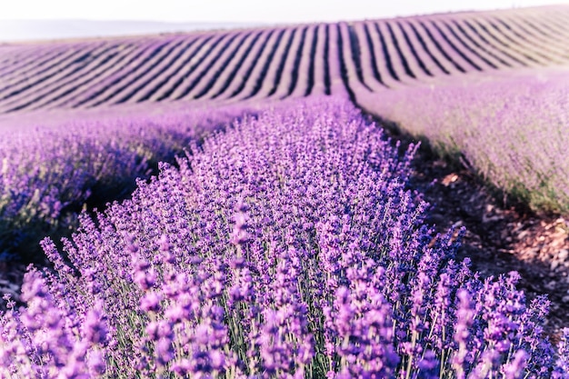 Fundo de flores de lavanda com lindas cores roxas e luzes de bokeh florescendo lavanda em um