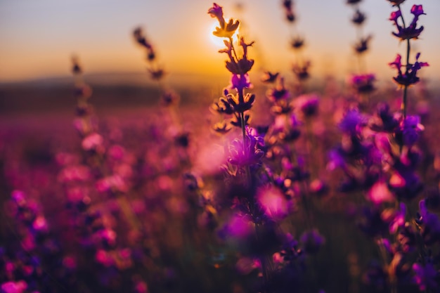 Fundo de flores de lavanda com lindas cores roxas e luzes de bokeh florescendo lavanda em um