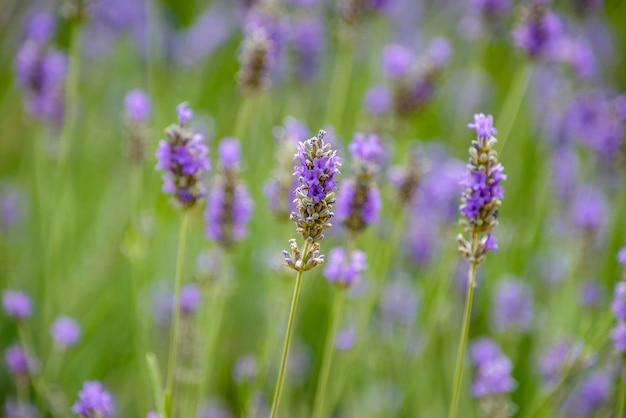 Fundo de flores de lavanda