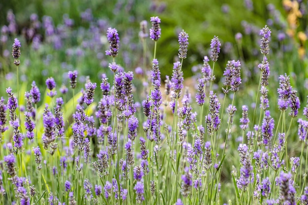 Fundo de flores de lavanda