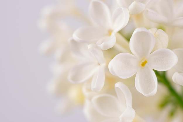 Fundo de flores de lilas brancas