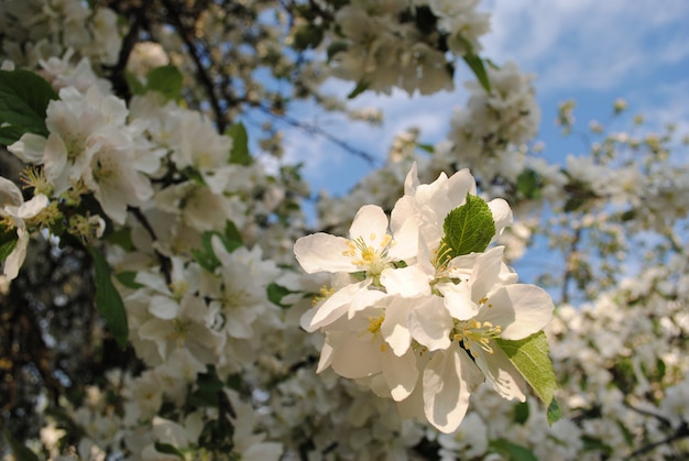 Fundo de flores de maçã