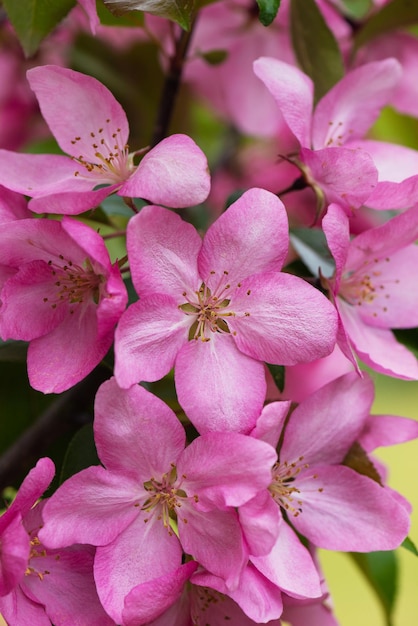 Fundo de flores de macieira rosa em um galho