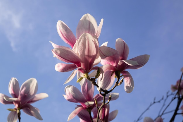 Fundo de flores de magnólia linda primavera rosa com fundo de céu azul