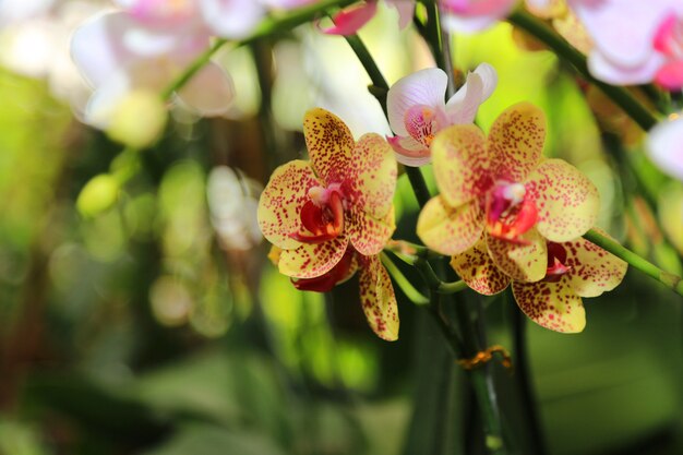 fundo de flores de primavera de orquídeas