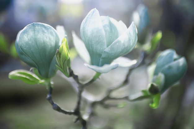 fundo de flores de primavera macia/bela imagem de ramos floridos