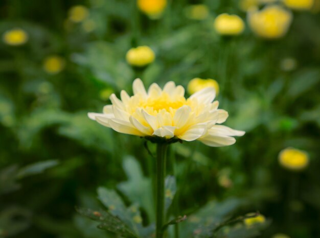 fundo de flores de primavera