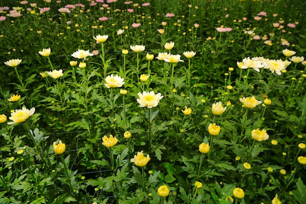 fundo de flores de primavera