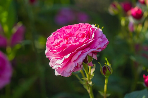 Fundo de flores de rosas cor de rosa