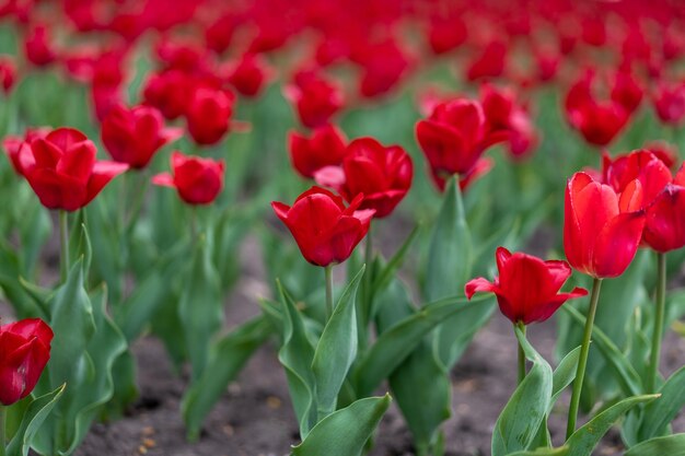 Fundo de flores de tulipa vermelha ao ar livre flores da temporada de primavera