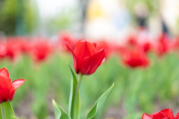 Fundo de flores de tulipa vermelha ao ar livre flores da temporada de primavera