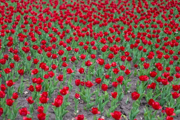 Fundo de flores de tulipa vermelha ao ar livre flores de primavera