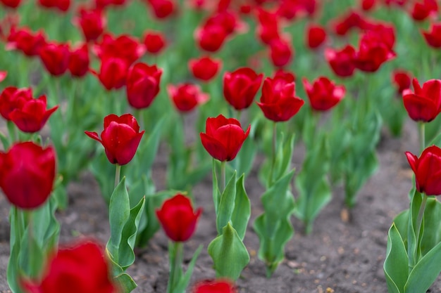 Fundo de flores de tulipa vermelha ao ar livre flores de primavera