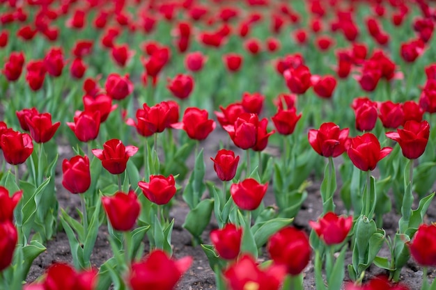 Fundo de flores de tulipa vermelha ao ar livre flores de primavera