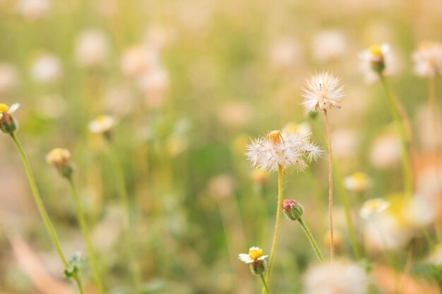 Fundo de flores de verão