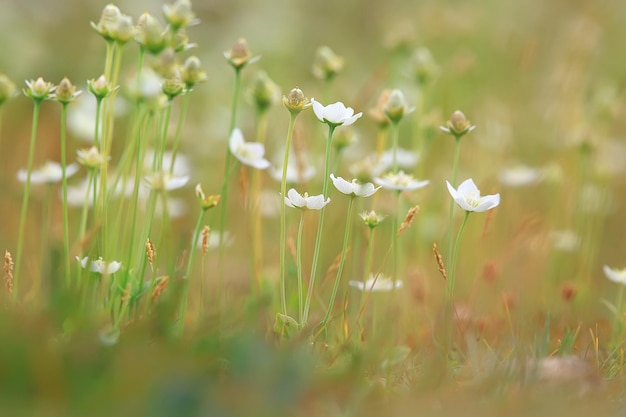 fundo de flores delicadas da primavera / bela foto de ramos floridos