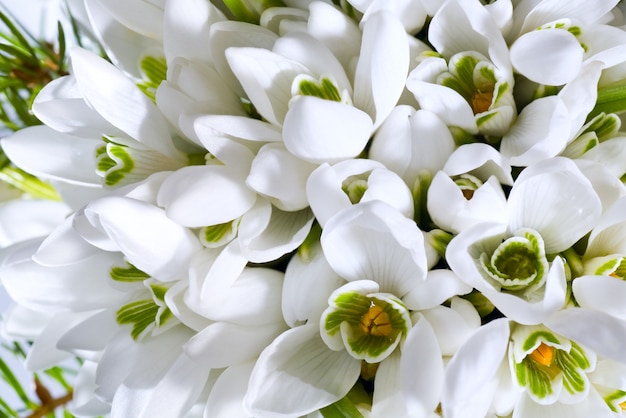 Fundo de flores em flor de neve de férias de primavera (foto macro composta com considerável profundidade de nitidez)