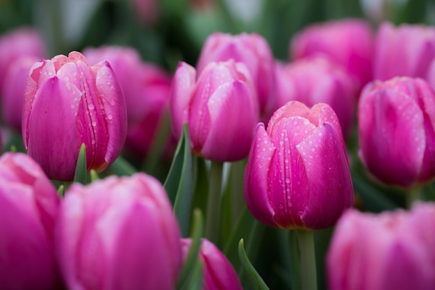 Fundo de flores frescas de tulipa rosa com pingos de chuva no jardim