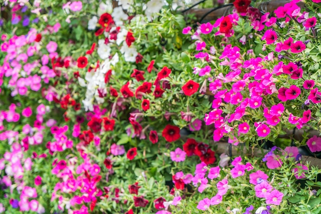 Fundo de flores lindas