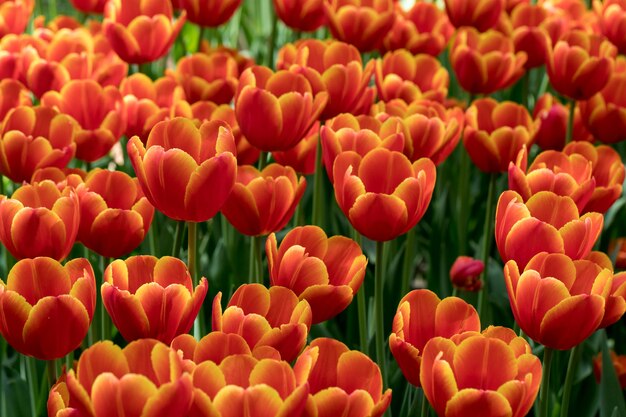 Fundo de flores macro de tulipas vermelhas e laranja brilhantes