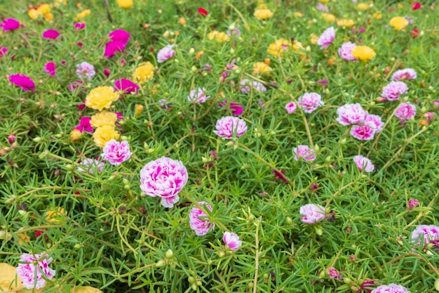 Fundo de flores multicoloridas e flor de beldroega comum