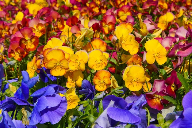 Fundo de flores multicoloridas Pansy