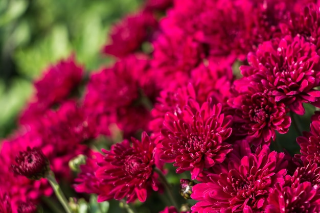 fundo de flores naturais. flores de crisântemo rosa close-up