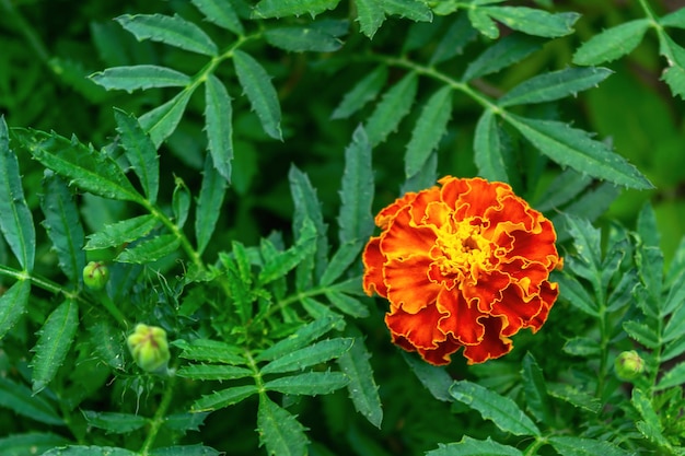 Fundo de flores naturais. flores de jardim malmequeres. tagetes. foto horizontal.