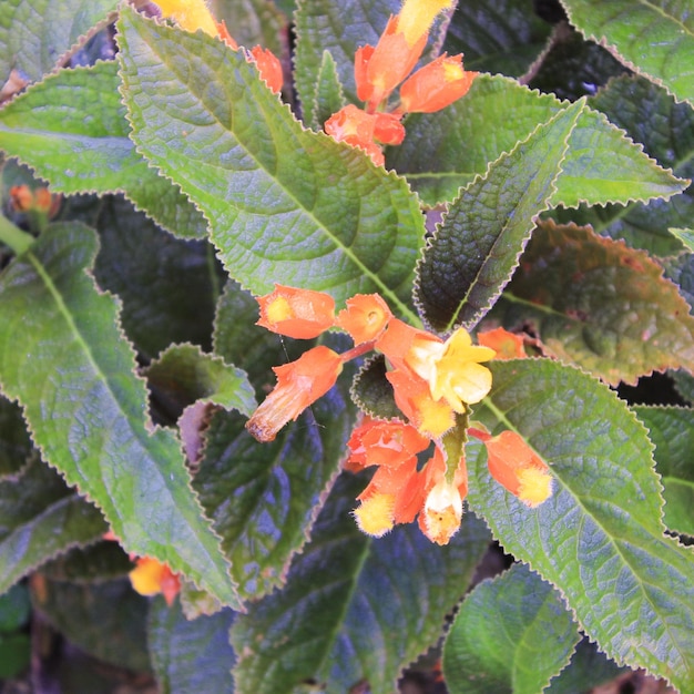 Fundo de flores naturais