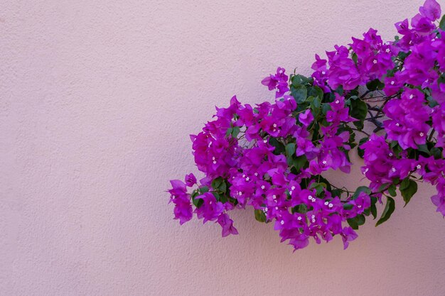 Fundo de flores no jardim