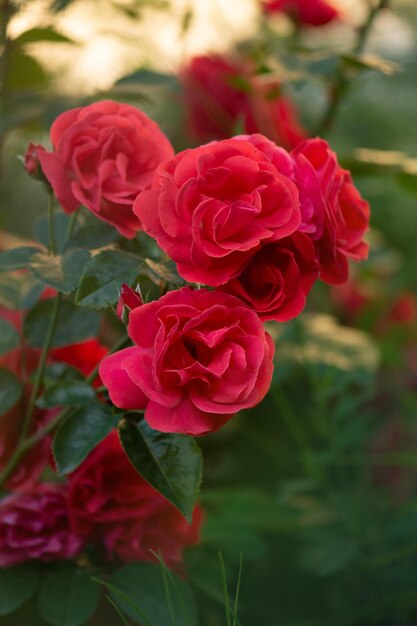 Fundo de flores rosas do parque vermelho Rosas vermelhas em um arbusto em um jardim Flor rosa do parque vermelho