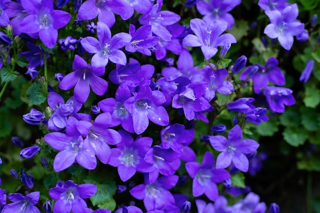 Fundo de flores roxas Fundo de natureza