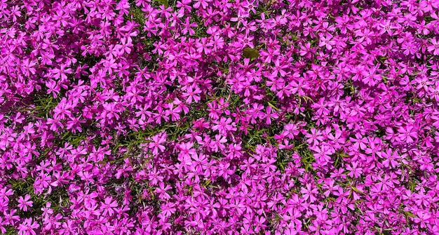 Fundo de flores roxas Phlox na primavera