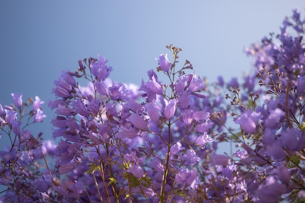 Fundo de flores roxas quase desfocadas com céu azul como espaço de cópia Violeta exótica ou flores roxas de Jacarandá azul Árvore florida sem folhas apenas flores em galhos Papel de parede da natureza de verão