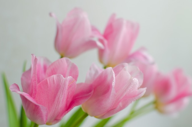 Fundo de flores tulipa linda