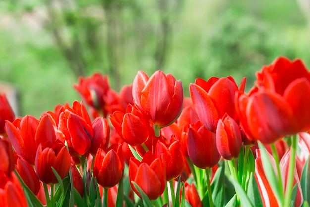 Fundo de flores Tulipas vermelhas no parque