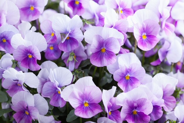 Fundo de flores violeta