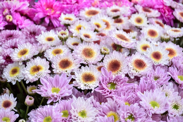 Foto fundo de flores