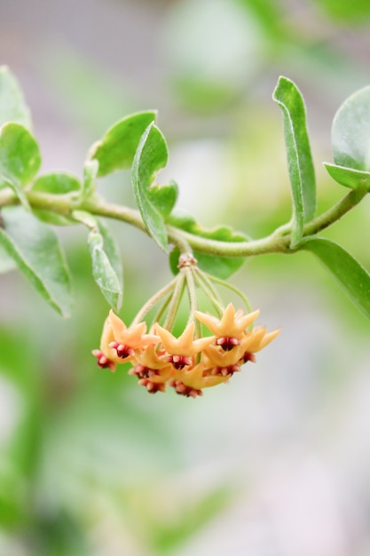 Fundo de florescência da flor de laranjeira